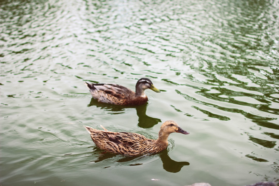 Photo River, Wildlife