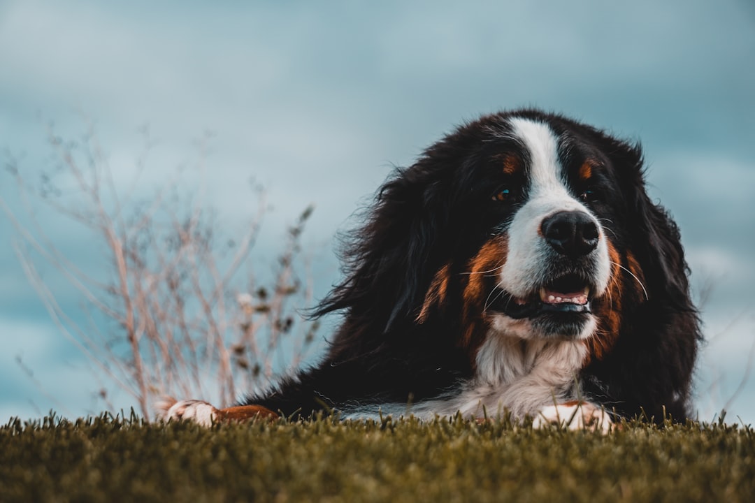 Photo Bernese mountain dog